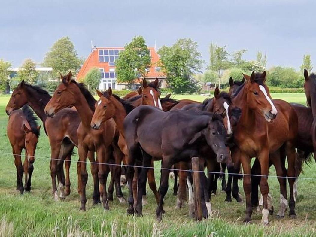 Luxe Gastenverblijf In Het Hart Van Friesland Akkrum Екстериор снимка